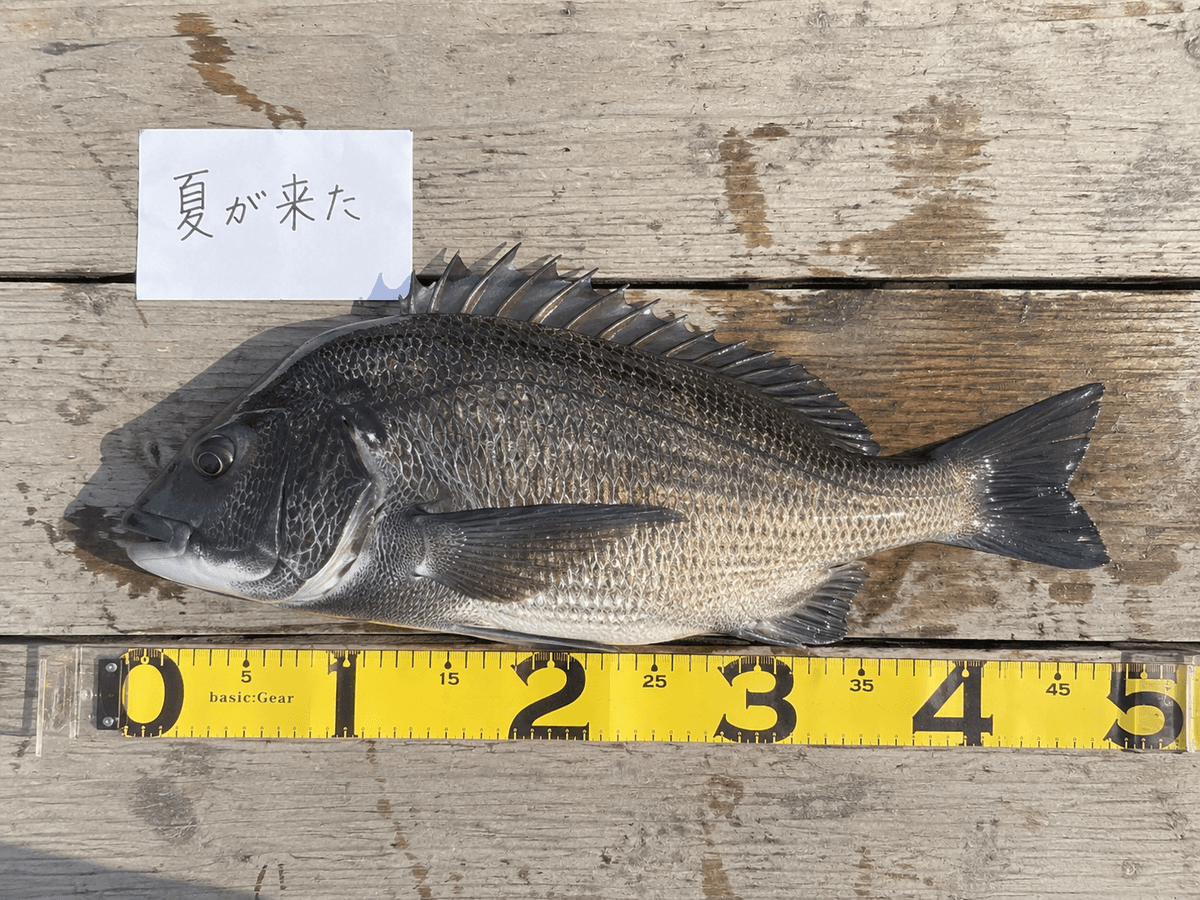 OK例：メジャーと魚と手書きの合言葉が1枚に収まった写真