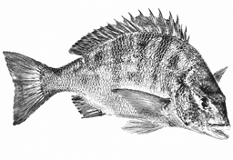 魚拓